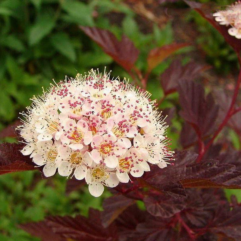 Physocarpus opulifolius 'Red Baron' - Physocarpe pourpre à feuilles de Viorne - Bois rouge aux 7 écorces