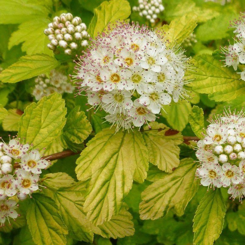 Physocarpus opulifolius 'Dart's Gold' - Vente Physocarpe doré à feuilles de Viorne