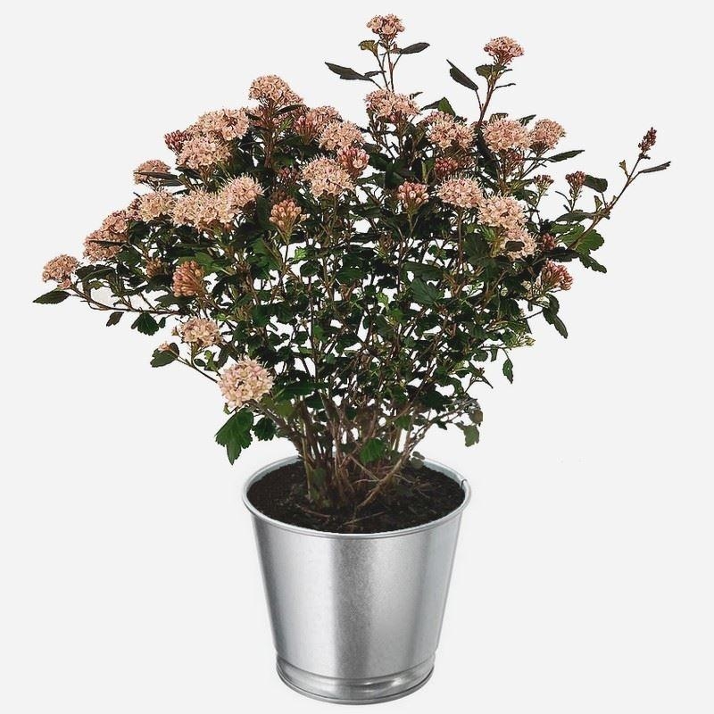 Physocarpus opulifolius 'Little Joker'® - Physocarpe pourpre compact