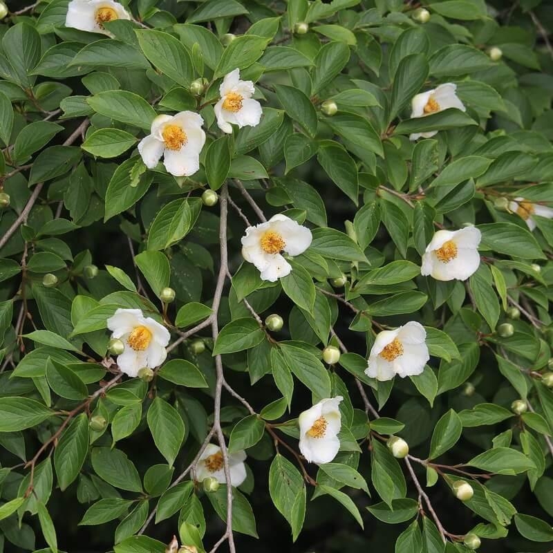 Stewartia pseudocamellia - Camélia d'été - Stewartia faux-camellia