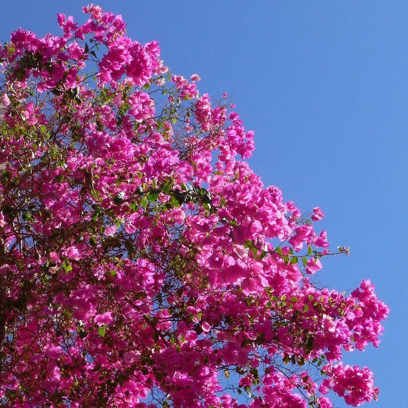 Bougainvillea 'Elisabeth' - Bougainvillier violet