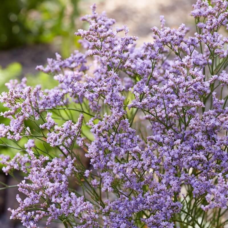 Limonium 'Dazzle Rocks' - Statice