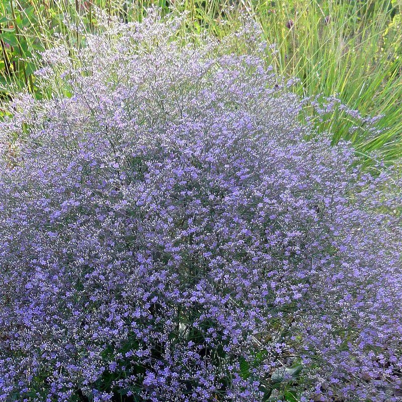 Limonium latifolia - Statice bleu - Lavande de Mer