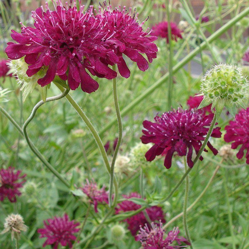 Knautia macedonica - Petite Scabieuse de Macédoine - Knautie