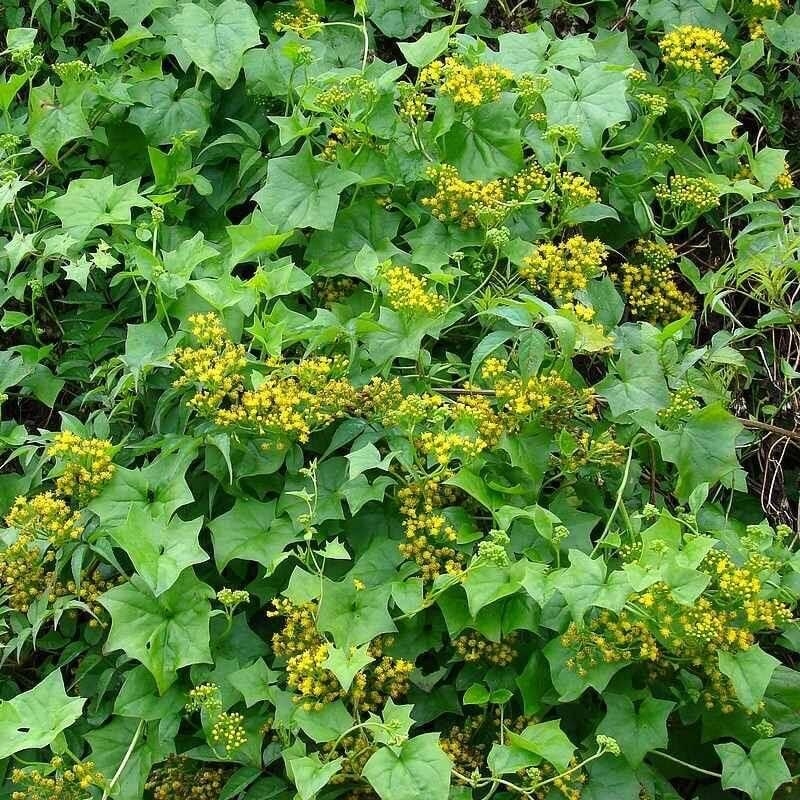 Senecio mikanioides - Lierre d'Allemagne - Delairea odorata