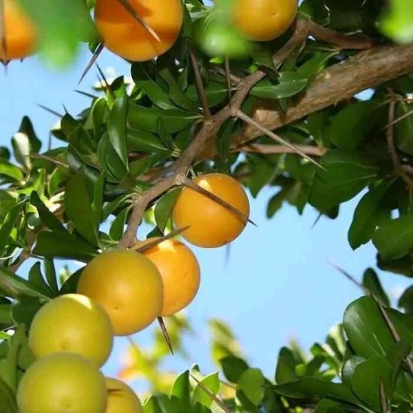 Dovyalis caffra - Pomme caffre - Pommier de Kei