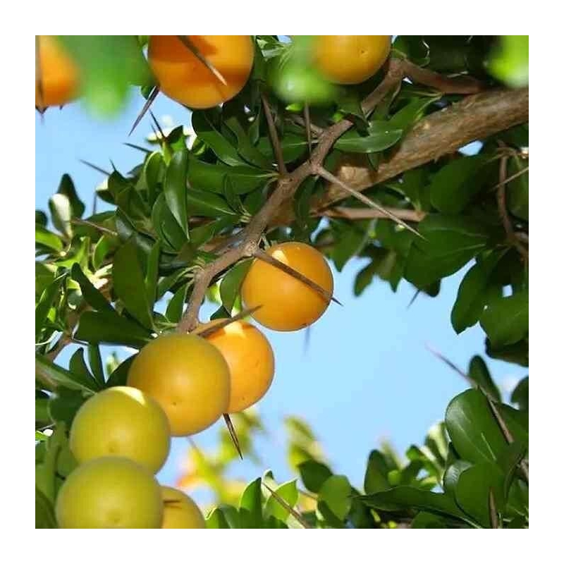 Dovyalis caffra - Pomme caffre - Pommier de Kei