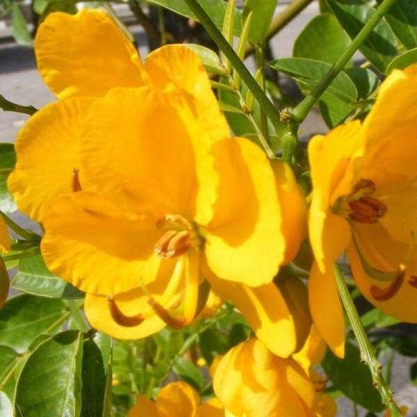 Cassia corymbosa - Senna - Séné jaune