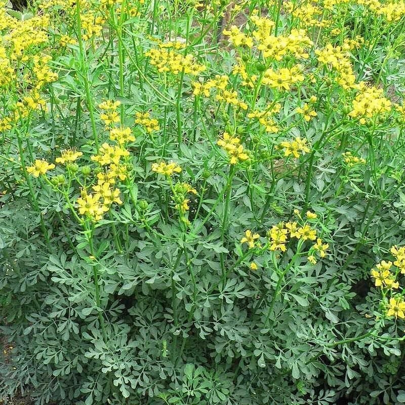 Ruta graveolens - Rue fétide des Jardins - Herbe de grâce