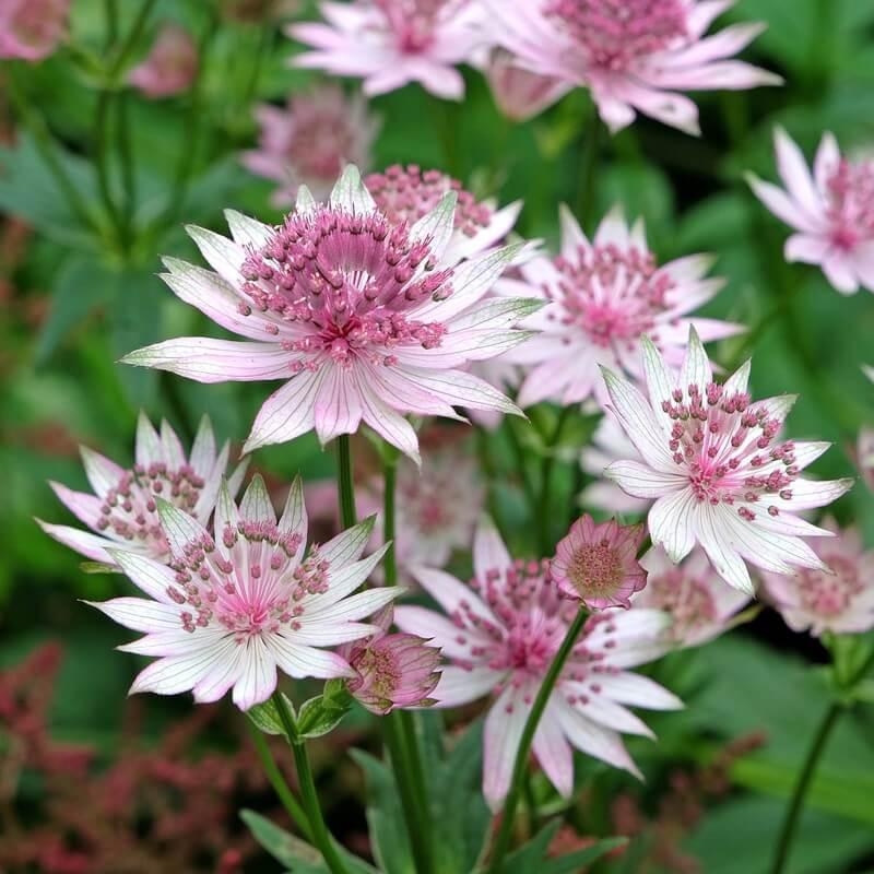 Astrantia major 'Buckland' - Grande Astrance