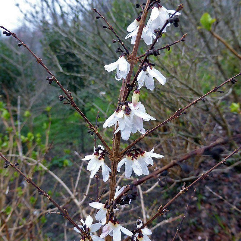 Abeliophyllum distichum - Forsythia blanc de Corée