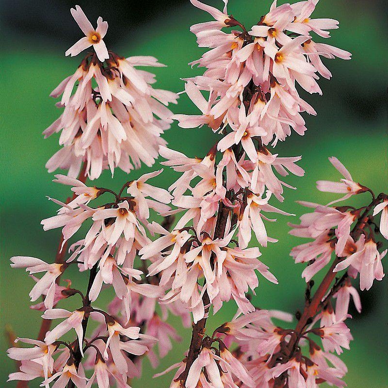 Abeliophyllum distichum 'Roseum' - Forsythia rose