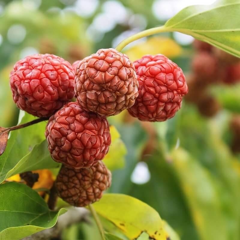 Maclura tricuspidata - Cudrang - Mûrier Chinois