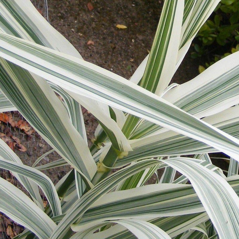 Arundo donax 'Variegata' - Roseau ou canne de Provence panaché blanc