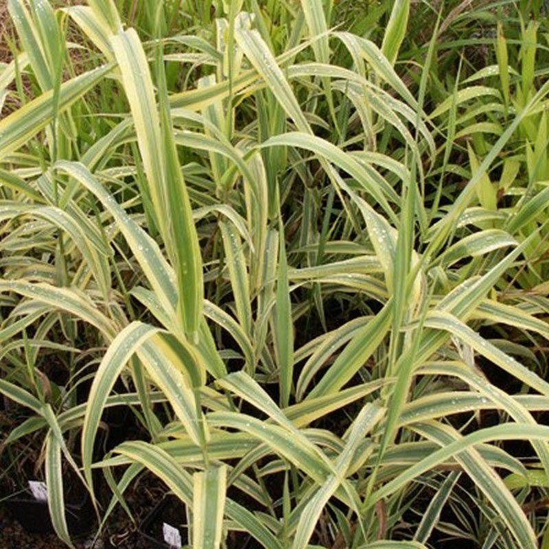 Arundo donax 'Aureovariegata' - Roseau ou canne de Provence panaché jaune