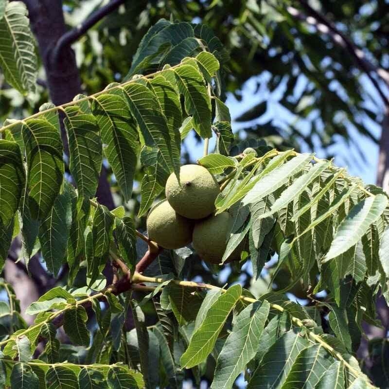 Juglans nigra - Noyer noir d'Amérique