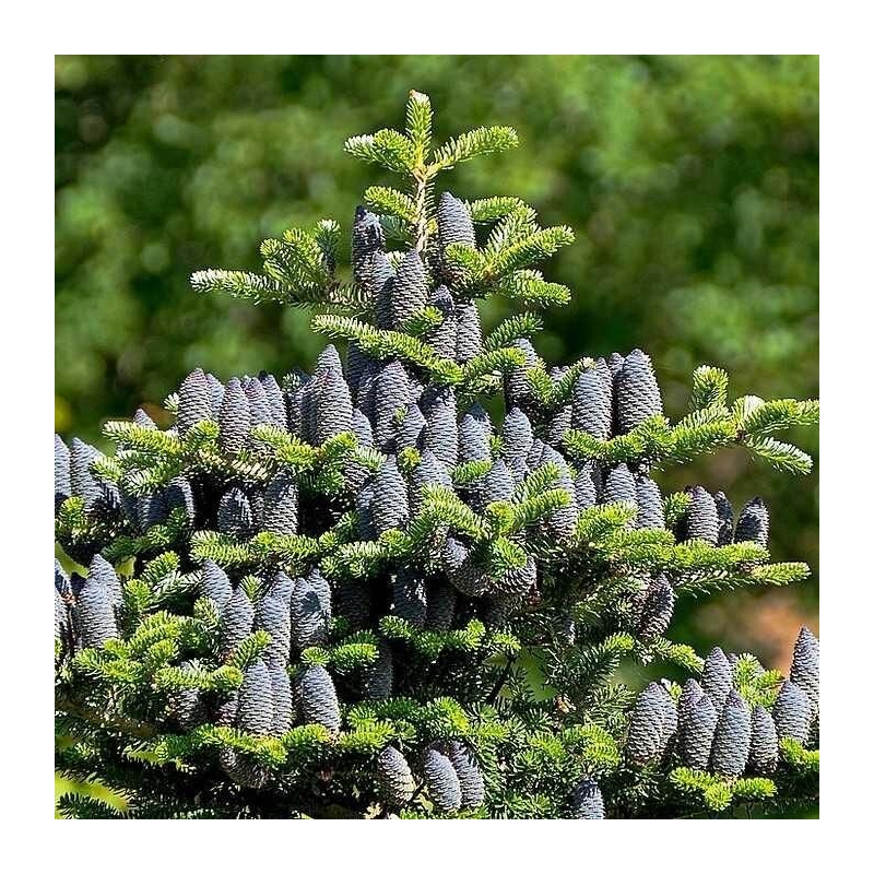 Abies koreana - Sapin de Corée