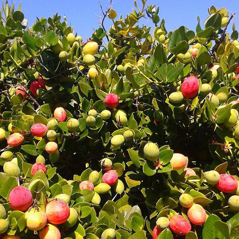 Carissa macrocarpa - Prunier du Natal à gros fruits