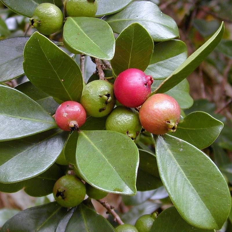 Psidium cattleianum - Goyavier fraise