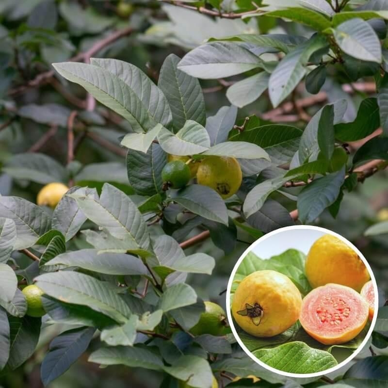 Psidium guajava – Goyavier - Goyave