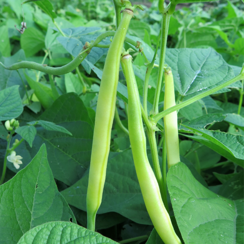 6 plants Haricots vert fin crockett motte 7cm
