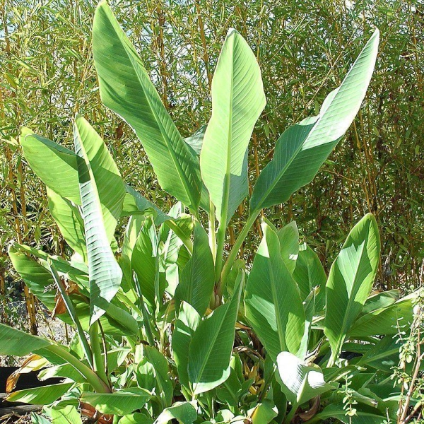 Musella lasiocarpa - Lotus d'or - Bananier chinois nain