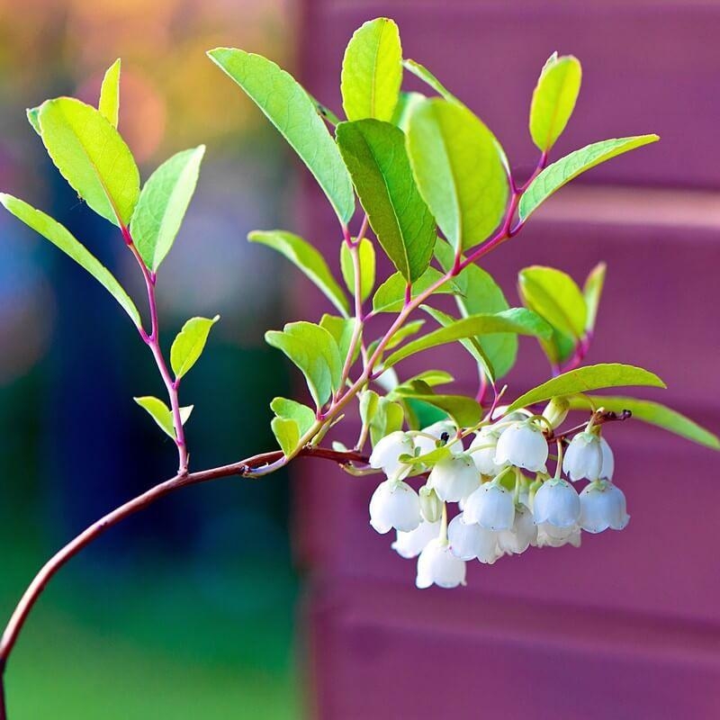 Zenobia pulverulenta 'Raspberry Ripple' - Muguet en arbre fleurs blanc rosé