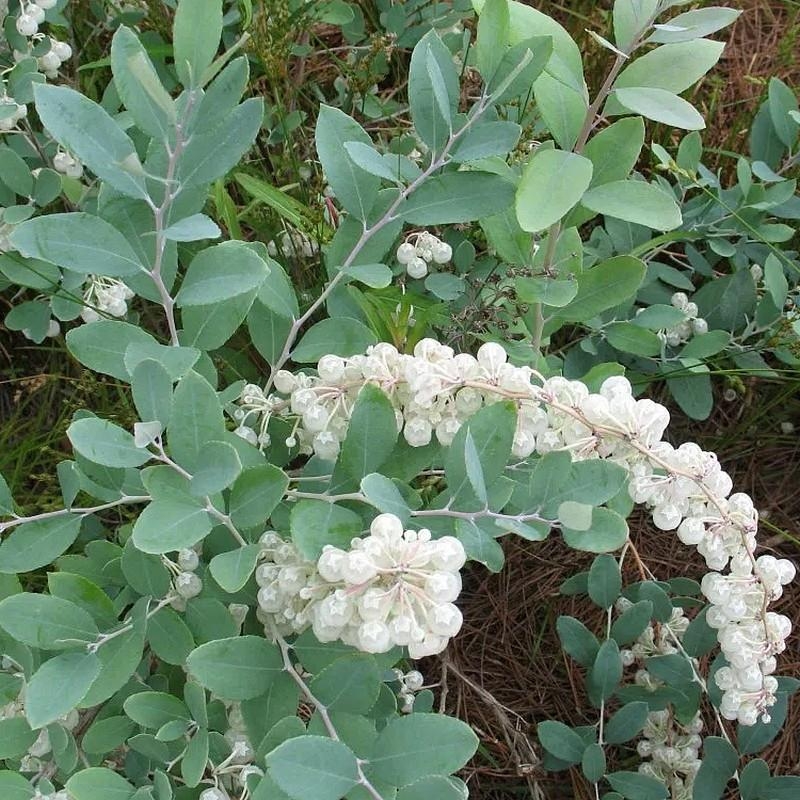 Zenobia pulverulenta 'Blue Sky' - Muguet en arbre