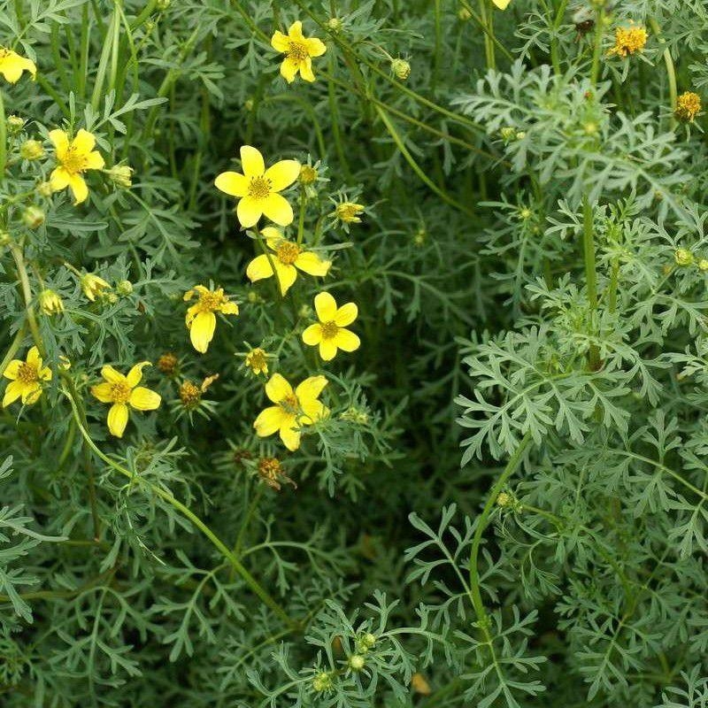Bidens ferulifolia - Bidens à feuilles de férule