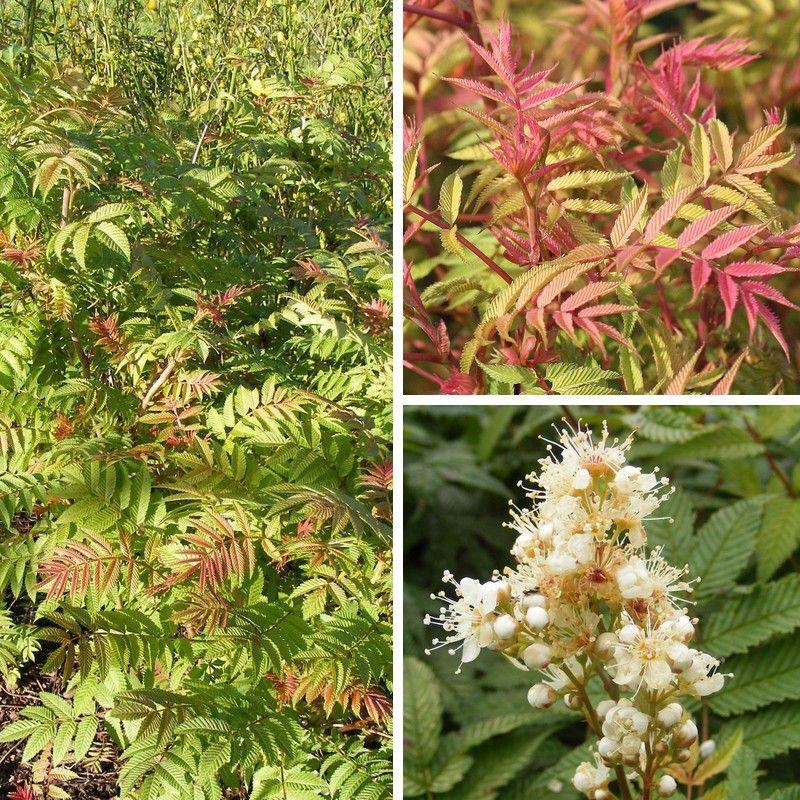 Sorbaria sorbifolia 'Sem' - Fausse spirée bronze à feuilles de Sorbier