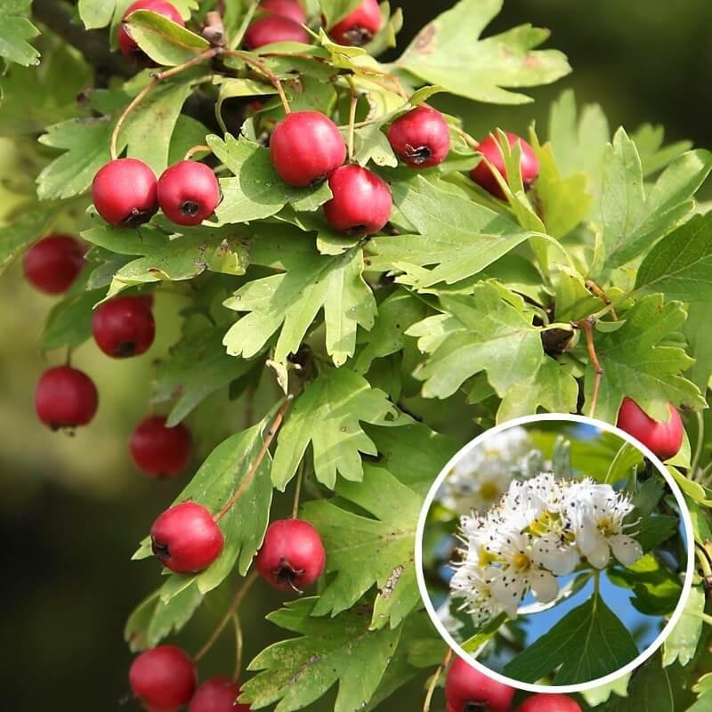 Crataegus azarolus - Azérolier vrai - Azerole comestible
