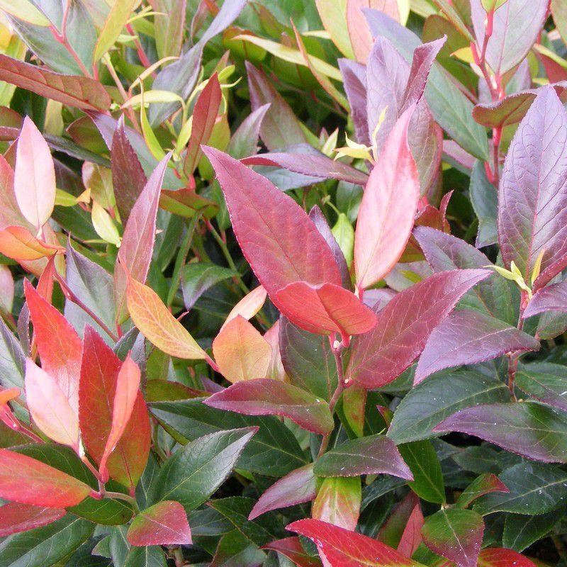 Leucothoe walteri 'Scarletta Zeblid' - Fleur de perles vert et rouge