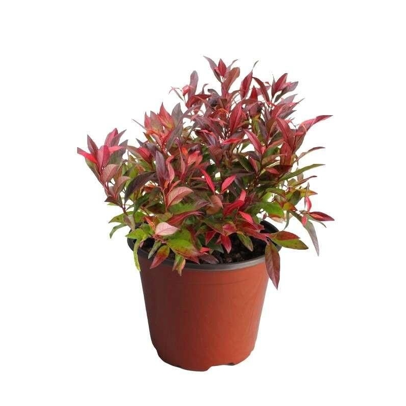Leucothoe keiskei 'Red Lips'® rouge compact