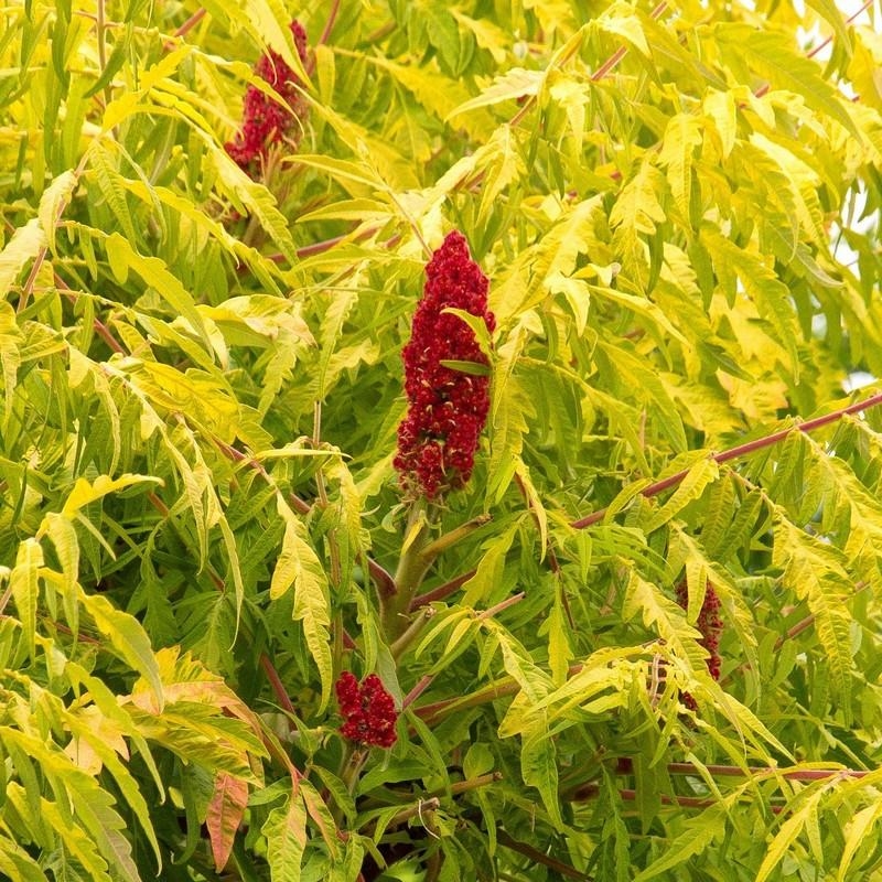 Rhus typhina 'Tiger Eyes'® - Sumac Bailtiger® - Vinaigrier doré compact
