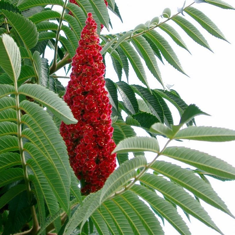 Rhus typhina - Sumac de Virginie - Vinaigrier