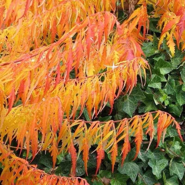 Rhus typhina 'Dissecta' - Sumac de Virginie lacinié