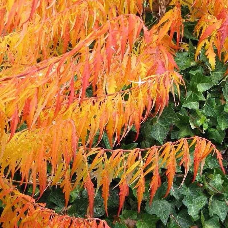 Rhus typhina 'Dissecta' - Sumac de Virginie lacinié