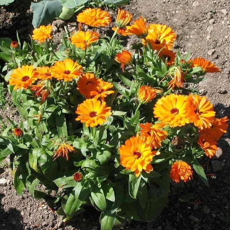 Souci officinale (plant) - Calendula officinalis