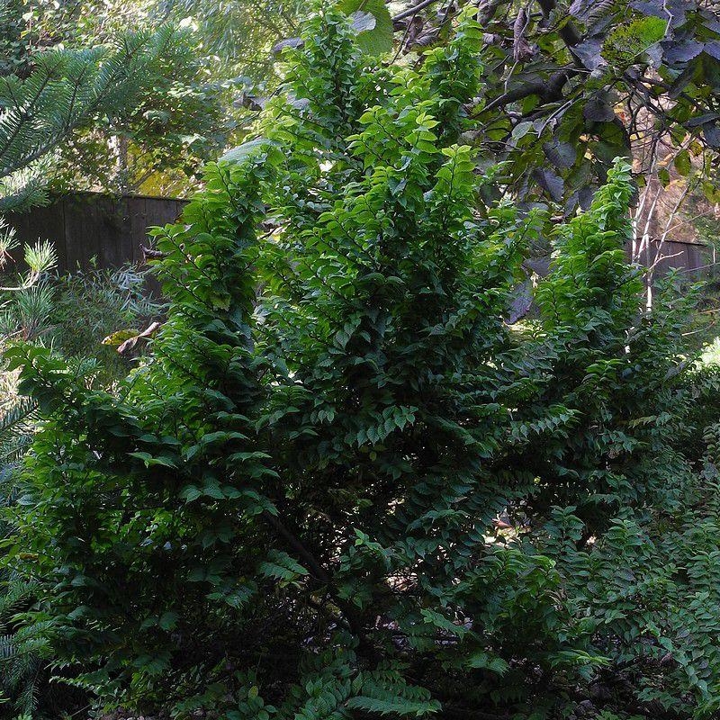 Ulmus minor 'Jacqueline Hillier' - Orme compact Bonsaï