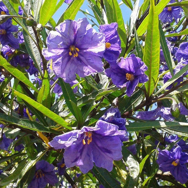 Ruellia brittoniana - Pétunia mexicain - Ruellie de Britton