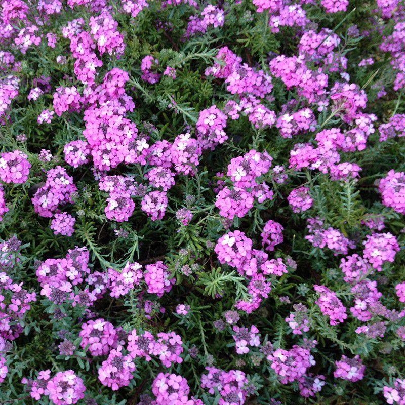 Aethionema armenum 'Warley Ruber' - Aéthionème d'Arménie