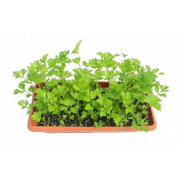 Coriandrum sativum - Coriandre aromatique