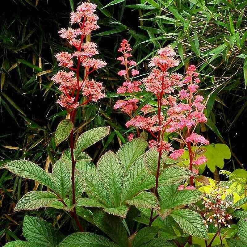 Rodgersia pinnata 'Crug Cardinal' - Rodgersie rouge