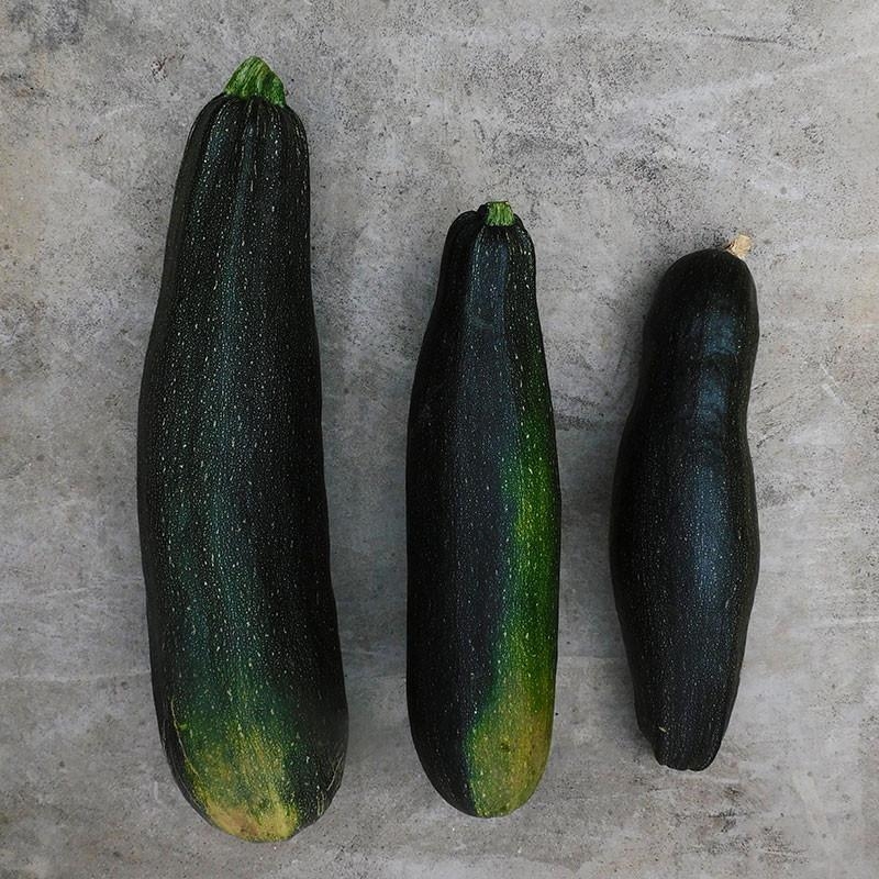 3 Plants Courgette Tarmino F1 en Pot