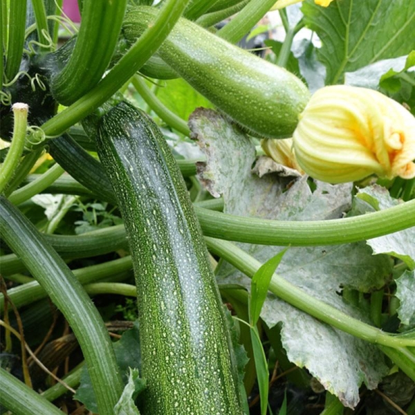 3 Plants Courgette Astia F1 en Pot