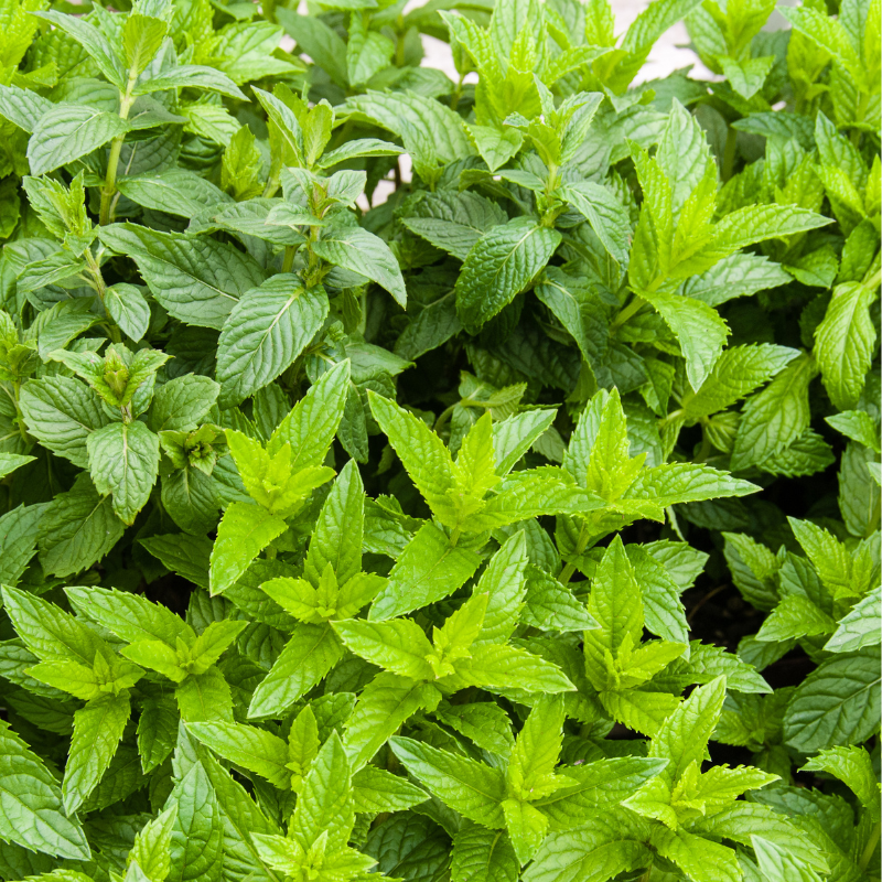 Plant Menthe verte pot 1L