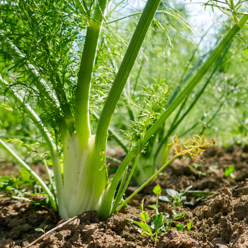 6 plants Fenouil tauro f1 motte 7cm