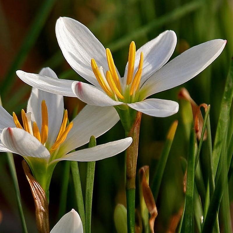 Zephyranthes candida - Crocus du Brésil - Lis Zéphir blanc