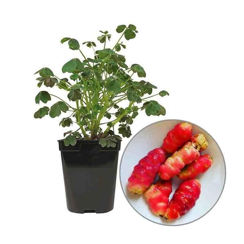 Oca du Pérou - Oxalis tuberosa 'Crimson and Gold'