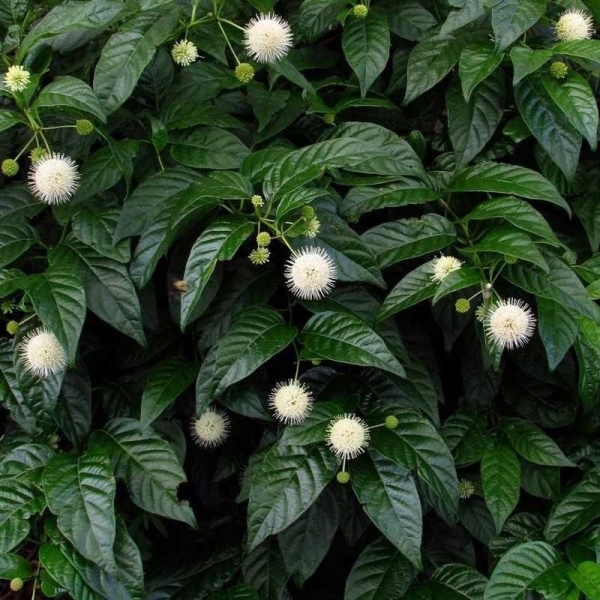 Cephalanthus occidentalis 'Sugar Shack' - Céphalanthe occidental nain